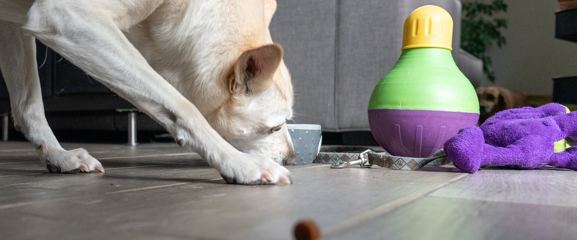 Best food sales dispensing dog toys